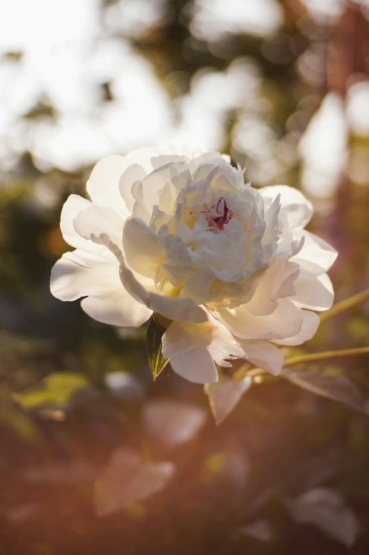 a large white flower on a nch with leaves