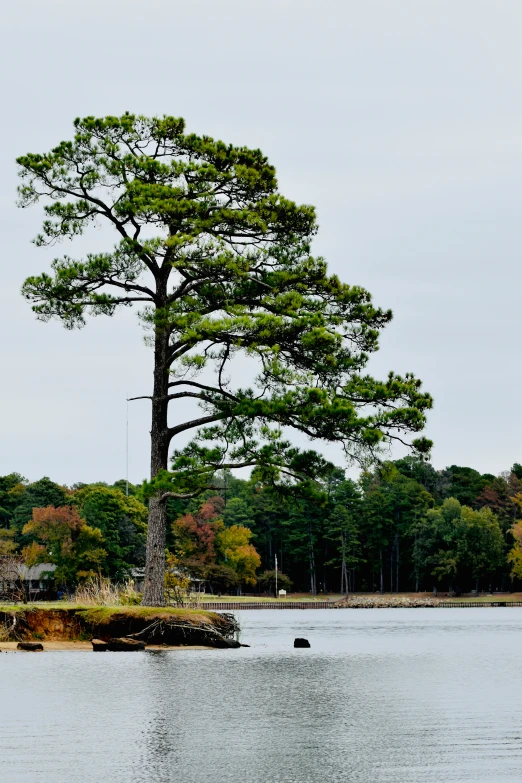 this tree is sitting next to a rock in the water