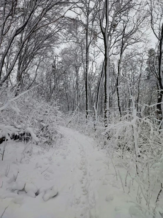 a path in the woods covered with snow