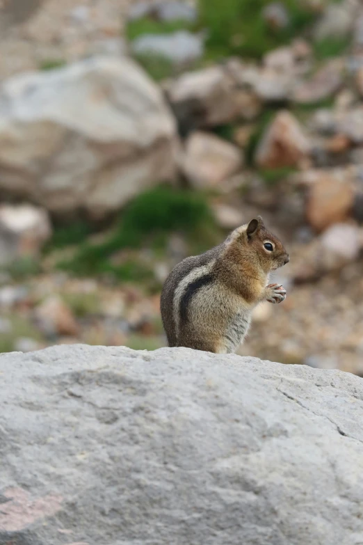 the brown squirrel is standing on the rock and eating