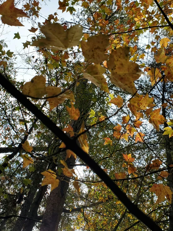 a group of trees that have leaves on them