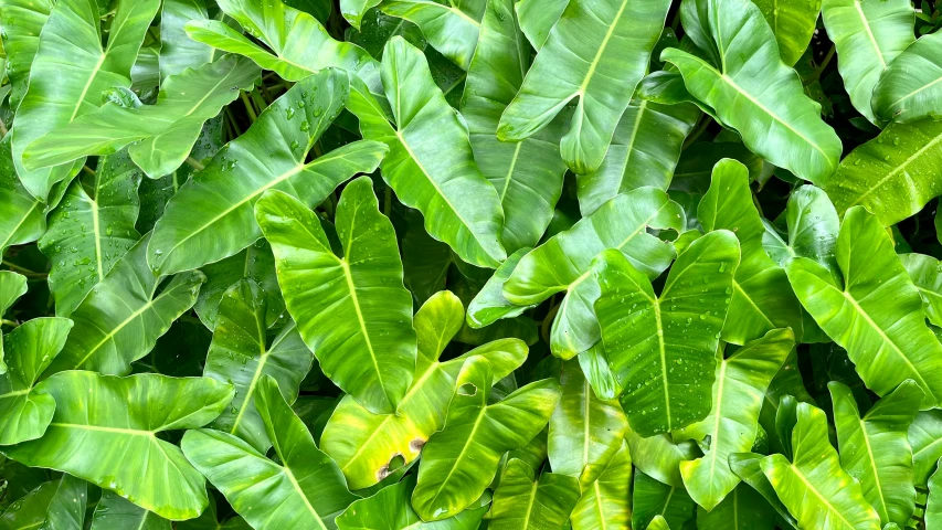 close up of green leaves in the garden