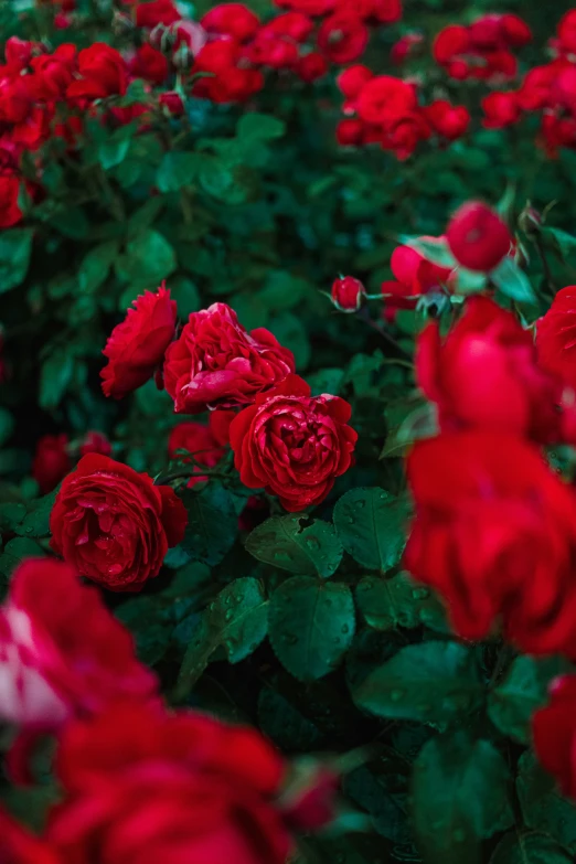 red flowers growing inside a bush surrounded by green leaves