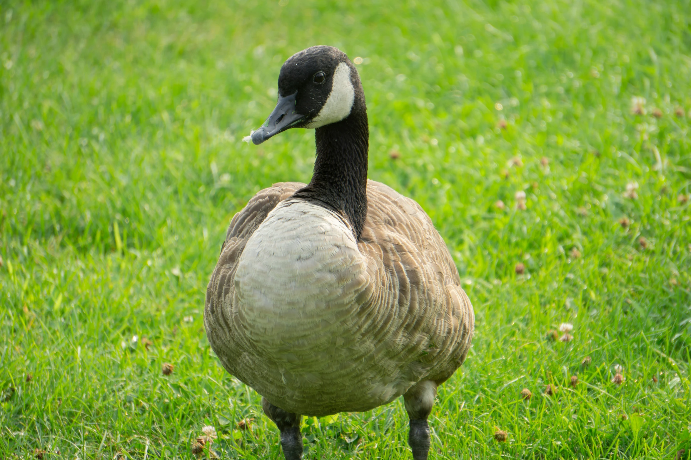 a goose stands in the grass looking back