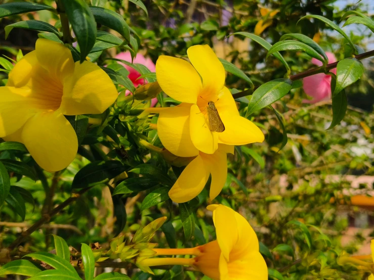 a large yellow flower is in the midst of flowers