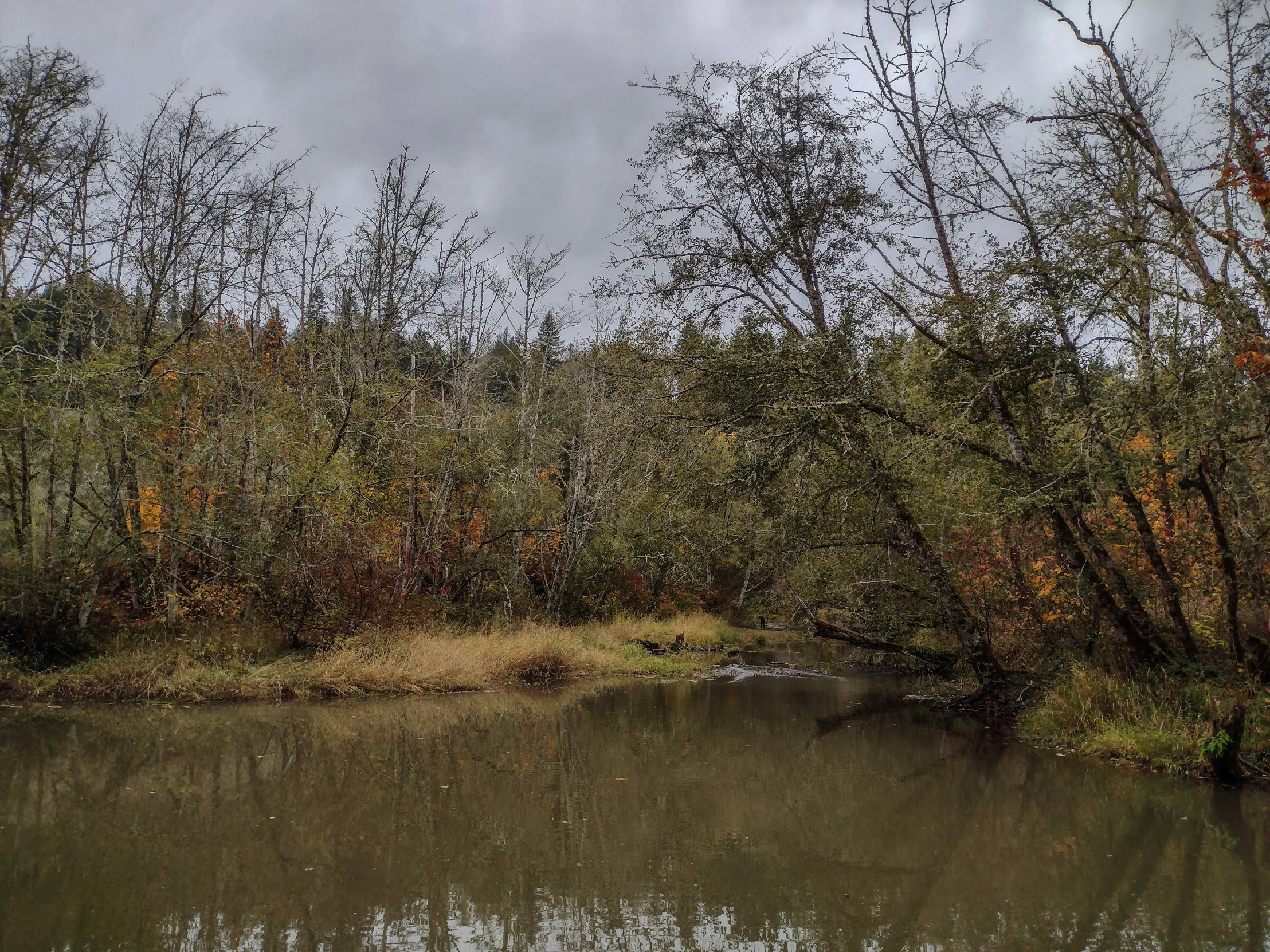 water and trees on the bank of a river