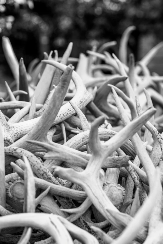 black and white po of deer antlers piled together