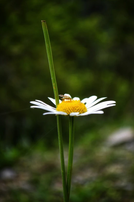 a large beetle sitting on a flower with a leaf in the background