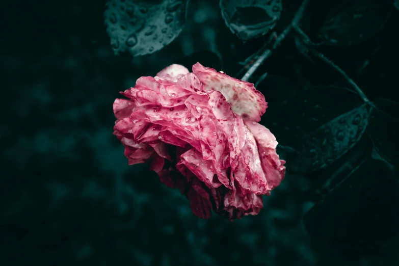 a pink flower with white flowers in the rain