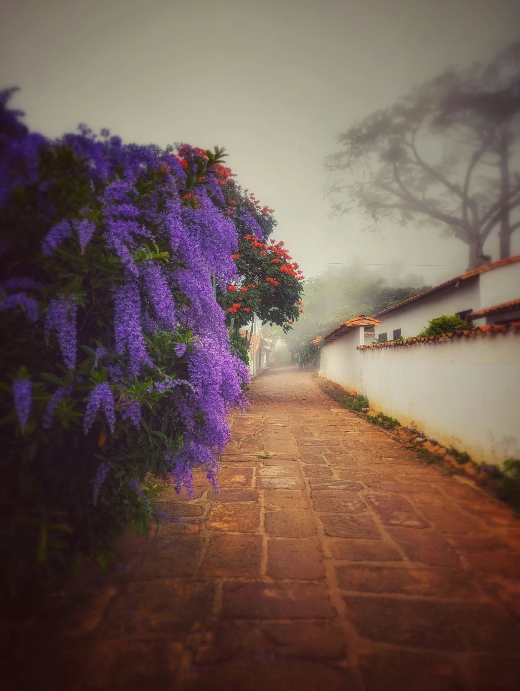 a sidewalk lined with flowering trees and plants