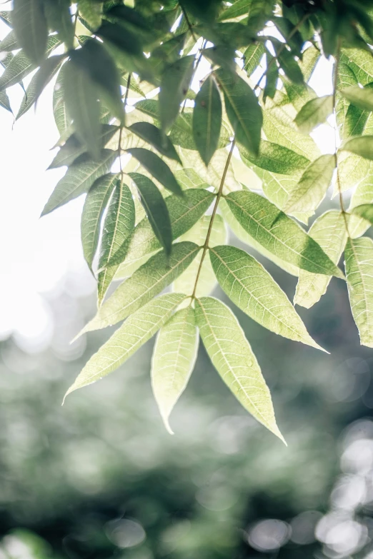 an image of a nch that is very green