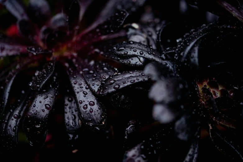 a po of some sort of flower with water drops on it