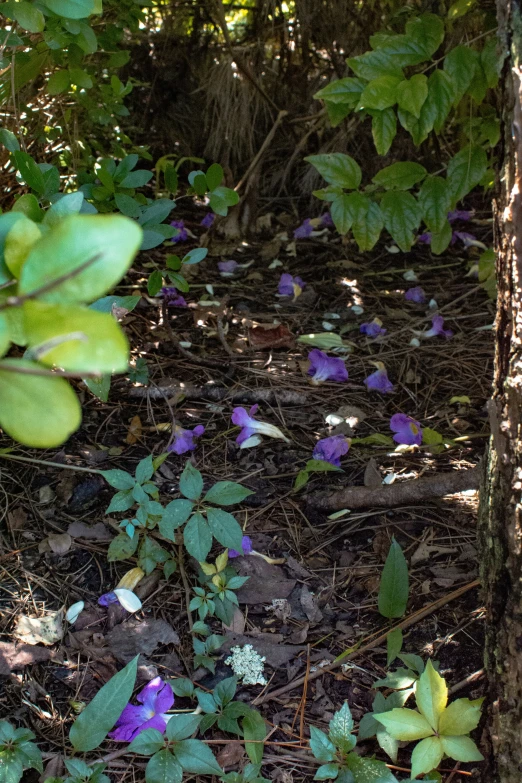 a trail through the forest is covered with purple flowers