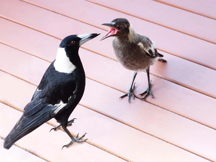 two birds with beaks open on a wood surface