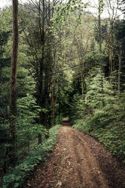 a dirt road surrounded by woods and plants