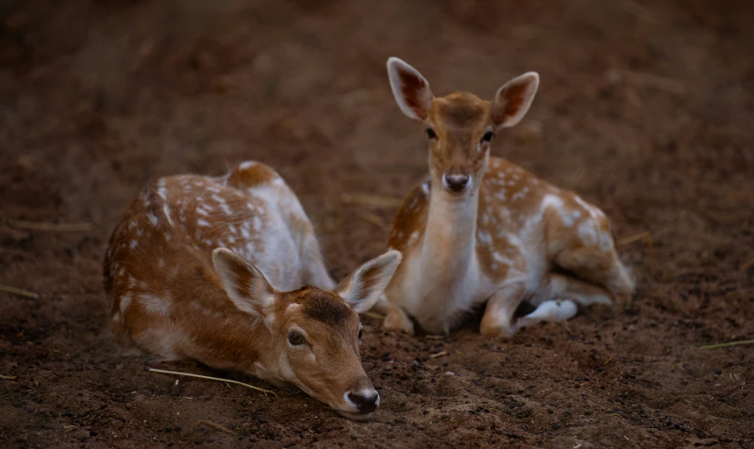two baby deer laying in the dirt with their heads together
