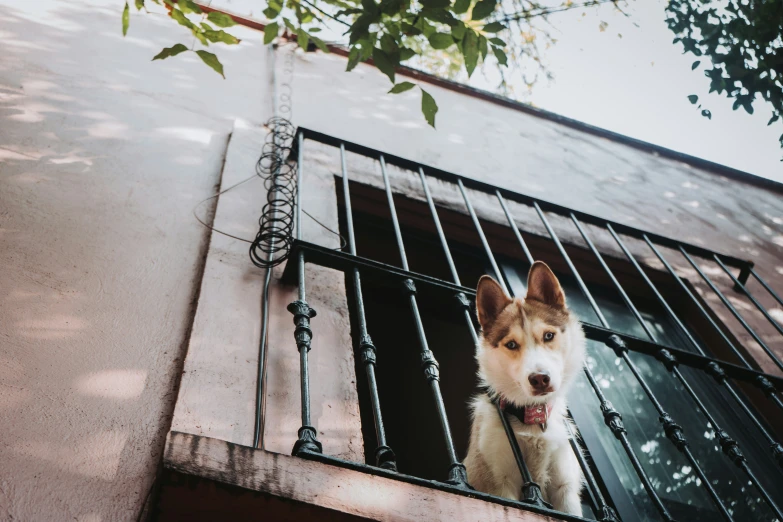 a brown and white dog standing by the window of a building