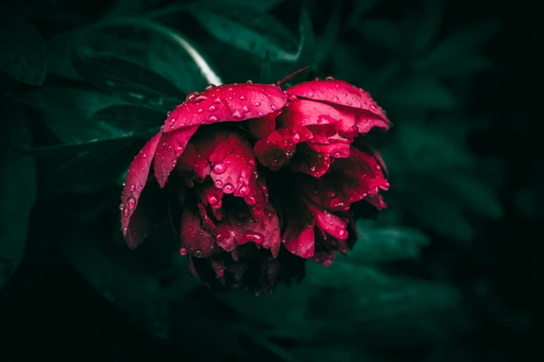 a very pretty red flower with some water droplets on it