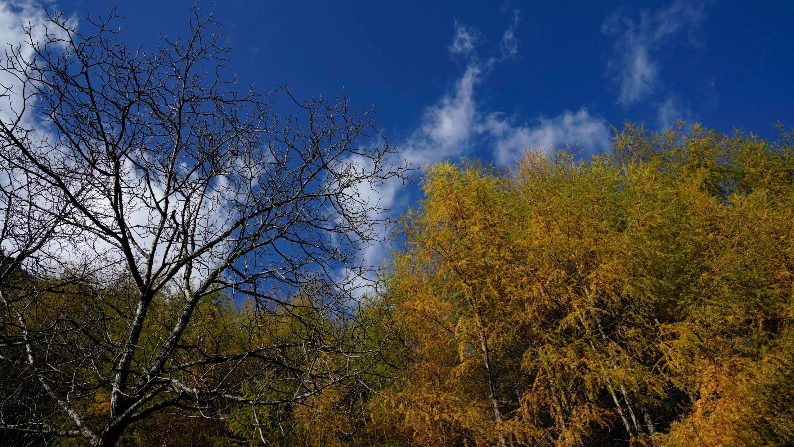 tree tops with leaves and brown colored foliage