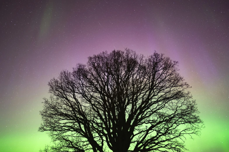 a tree with a lot of stars in the sky