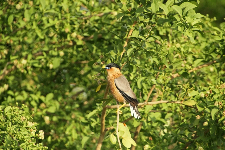 a bird sitting on top of a tree nch in a tree