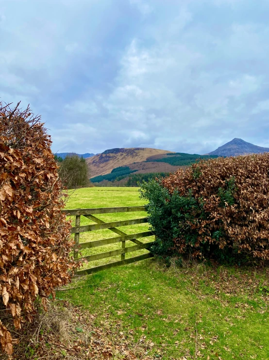 shrubs around a fence on the edge of a grassy field