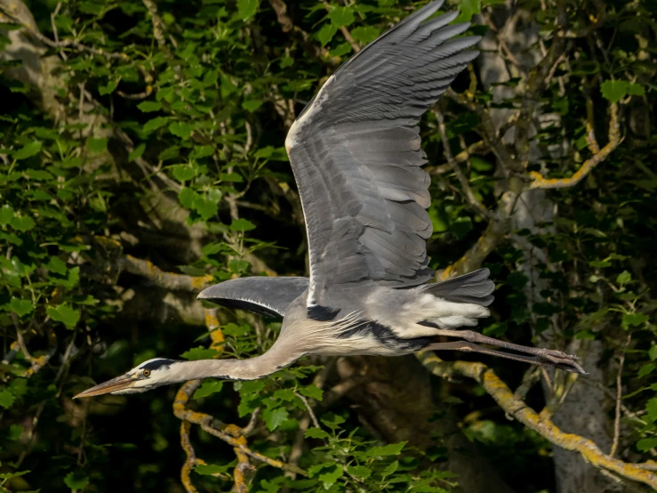 a bird flying over some trees and bushes