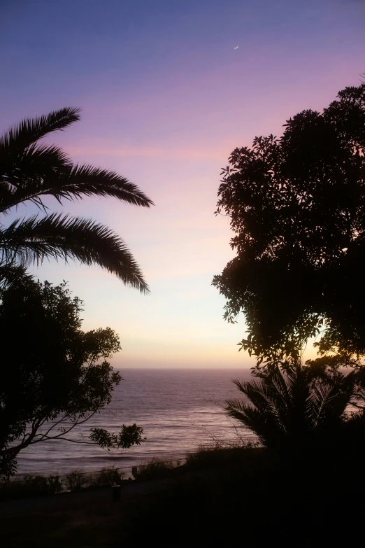 silhouettes of trees against a purple sky at sunset