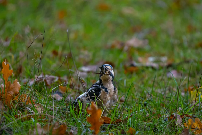 the bird is sitting on the grass near leaves