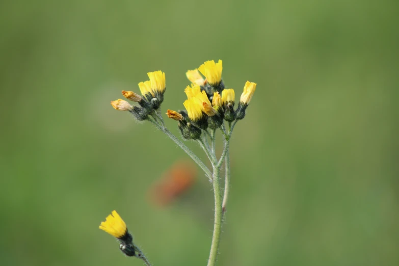 a group of yellow flowers sitting on top of green plants