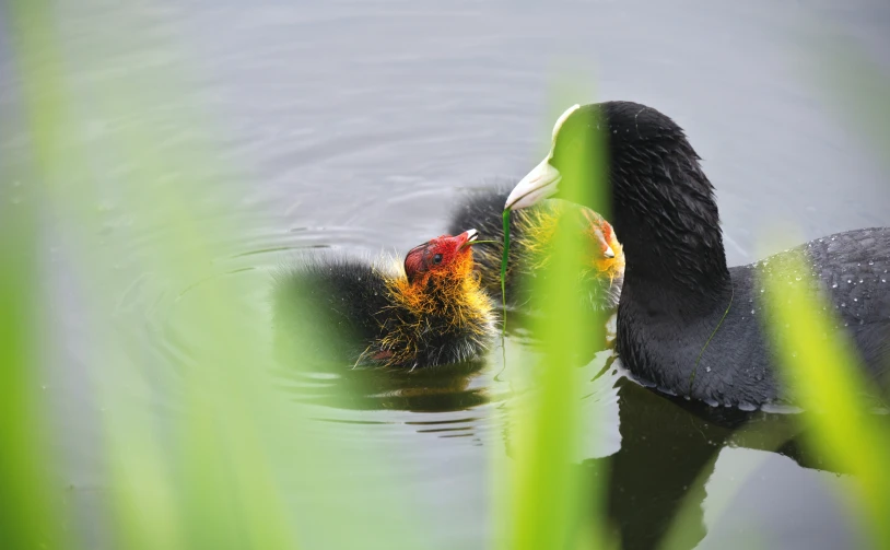 two ducks are feeding on the side of a pond