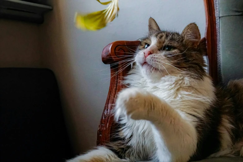 a brown and white cat is sitting on a chair