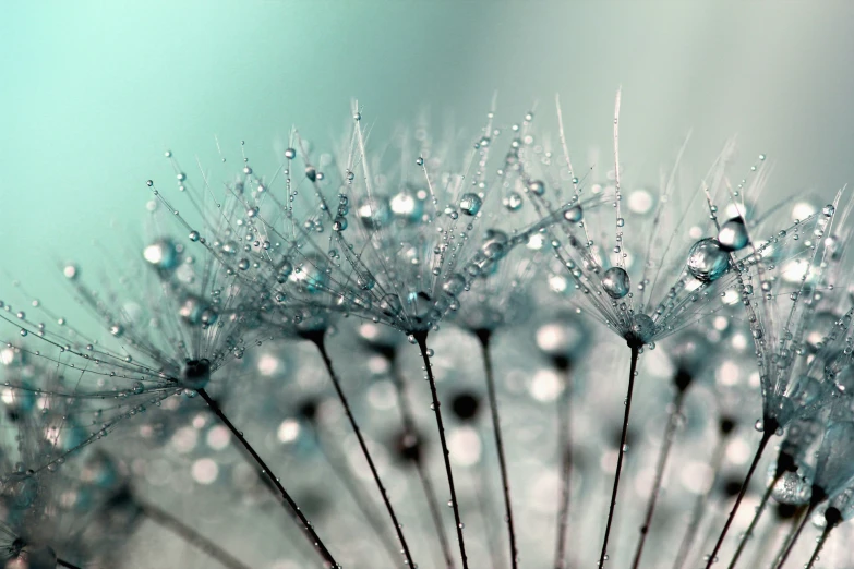 there is a dew covered dandelion with little drops