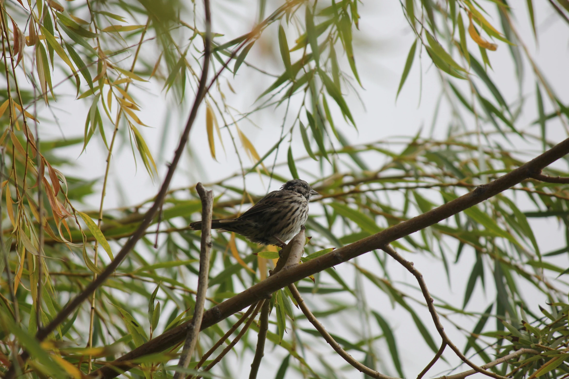 there is a bird that is sitting on the tree nch