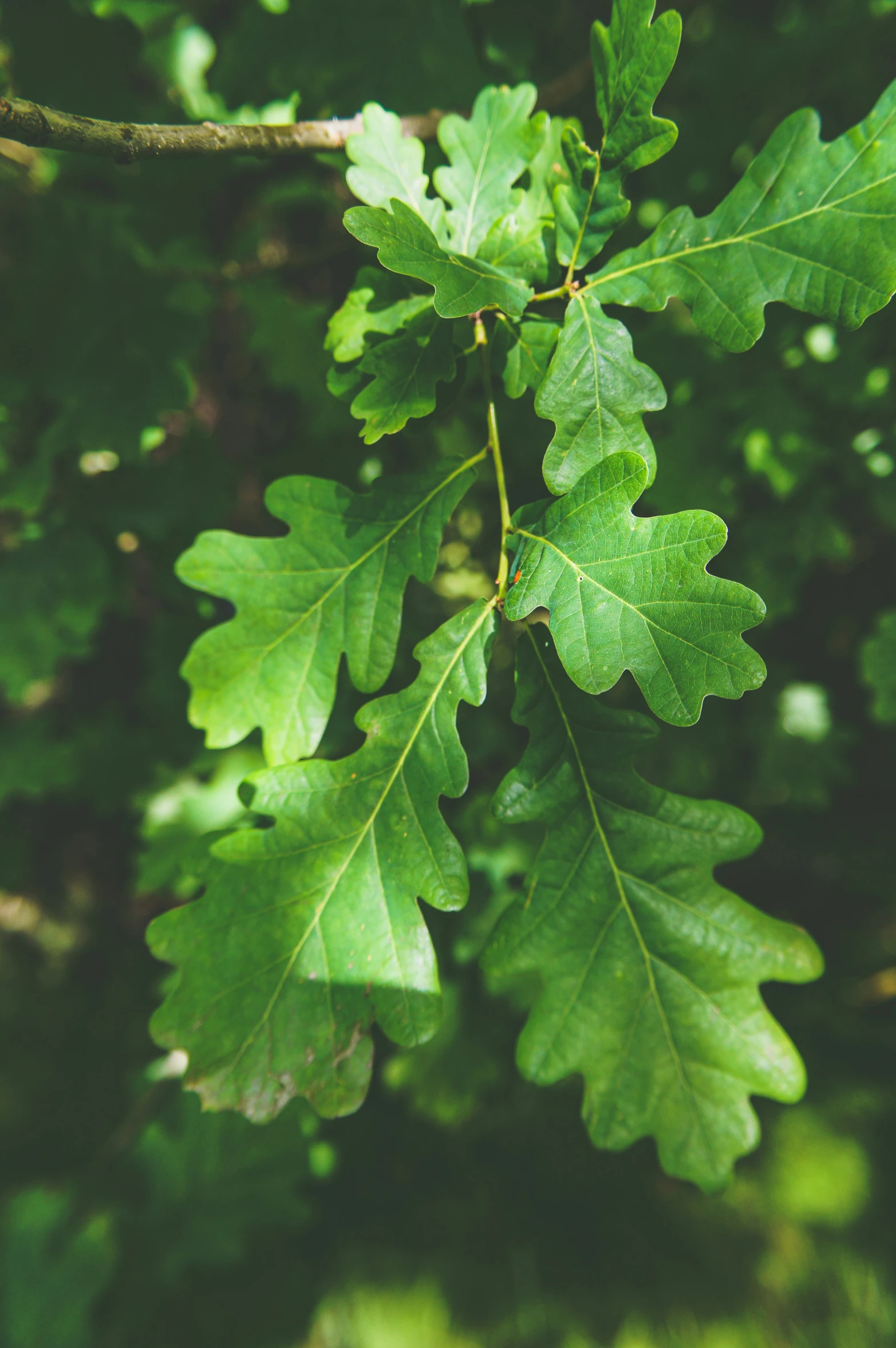 a leaf hanging from a tree nch