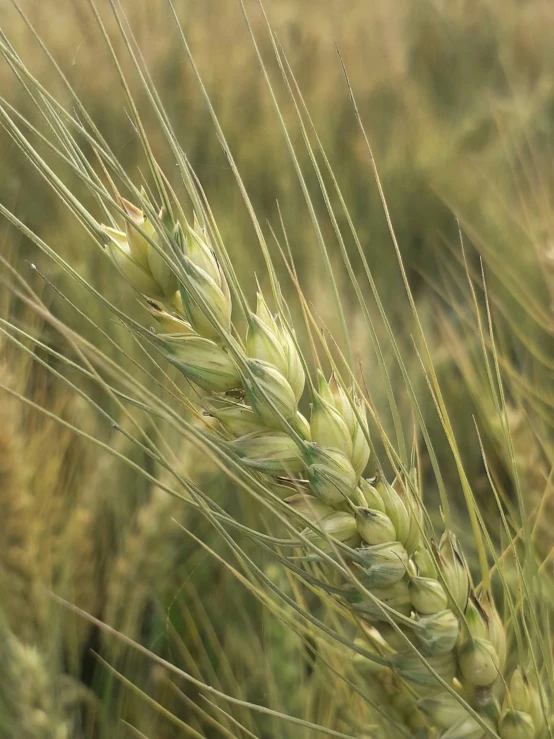 a green wheat plant with water droplets on it