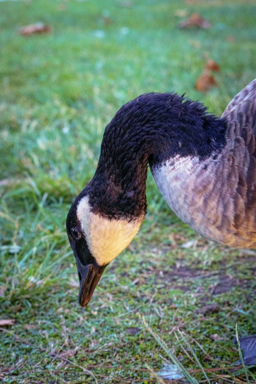 a large bird standing in grass with its beak covered in water