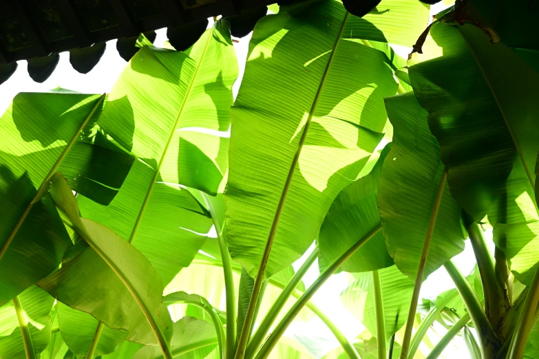 the plant is very bright and green in the sun