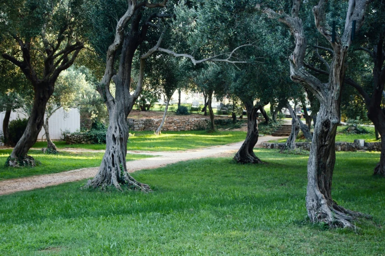 the pathway to a house through the park is lined with trees