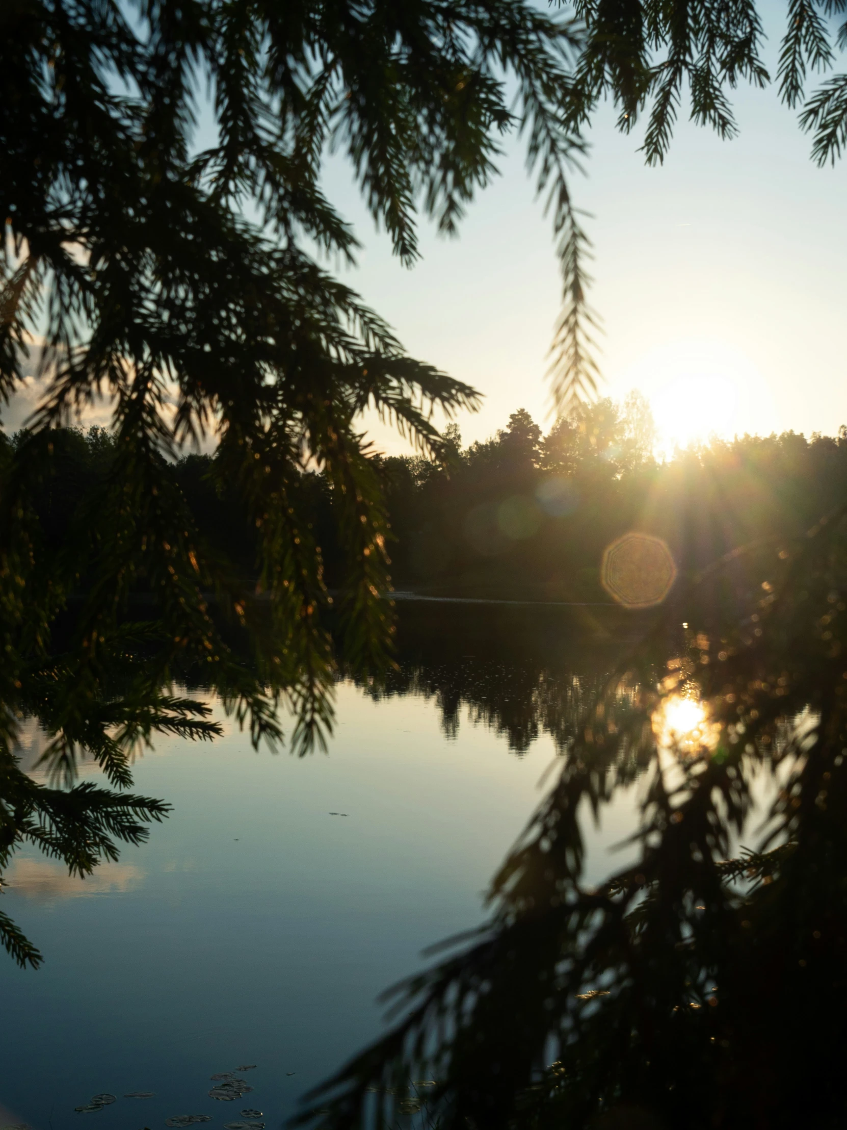 sun peeking over the water through some trees