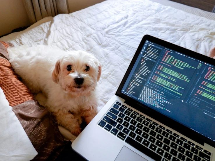 a small white dog sitting on top of a bed