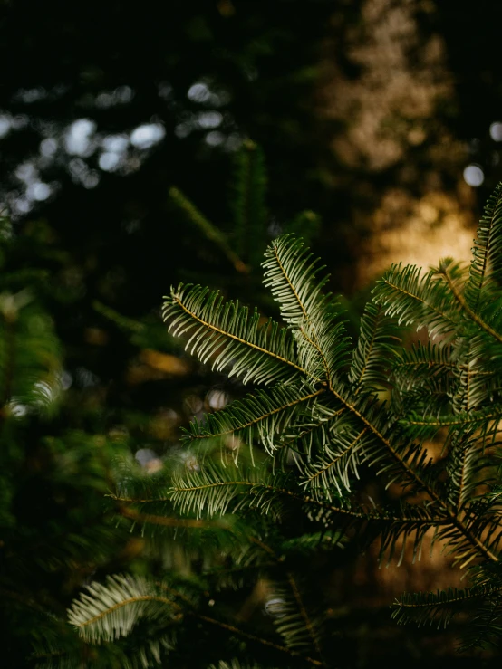 the top of a pine tree with dark green leaves