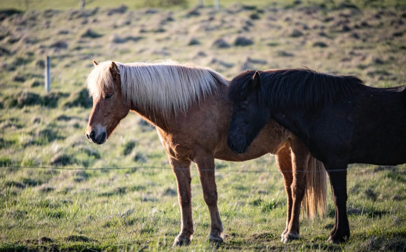 two ponies standing in a grassy field together