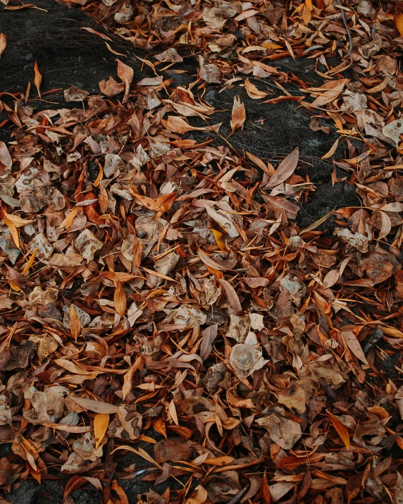 yellow and red petals and leaves next to an umbrella