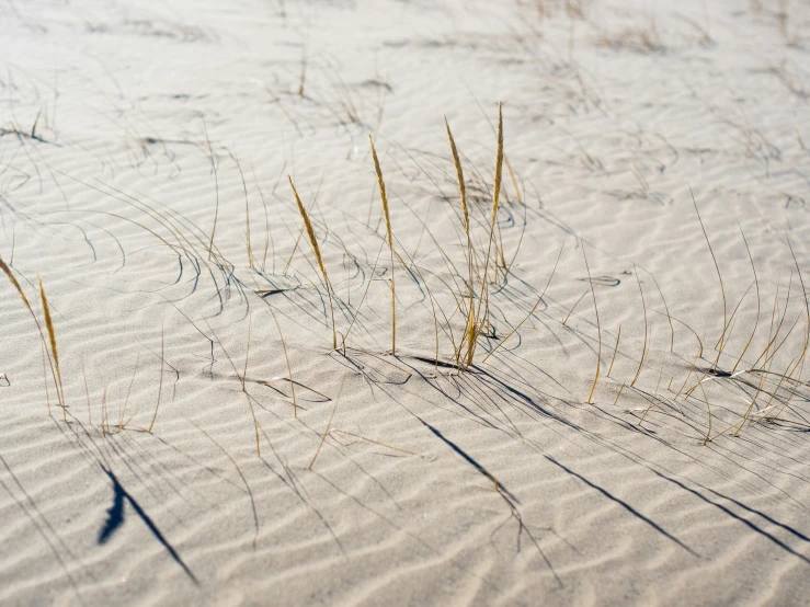 a close up s of some grass on the sand