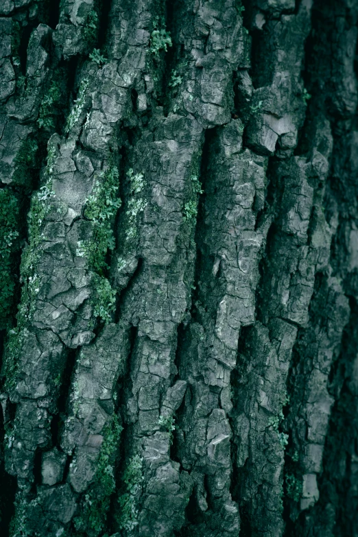 close up image of tree bark that has been damaged and is growing