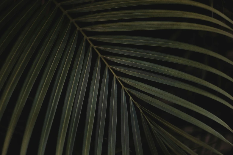 a dark po shows large, curved palm leaf