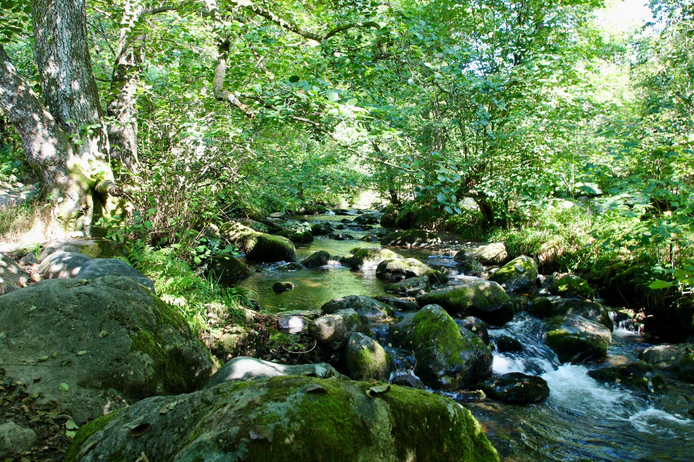 an image of a stream running through the woods