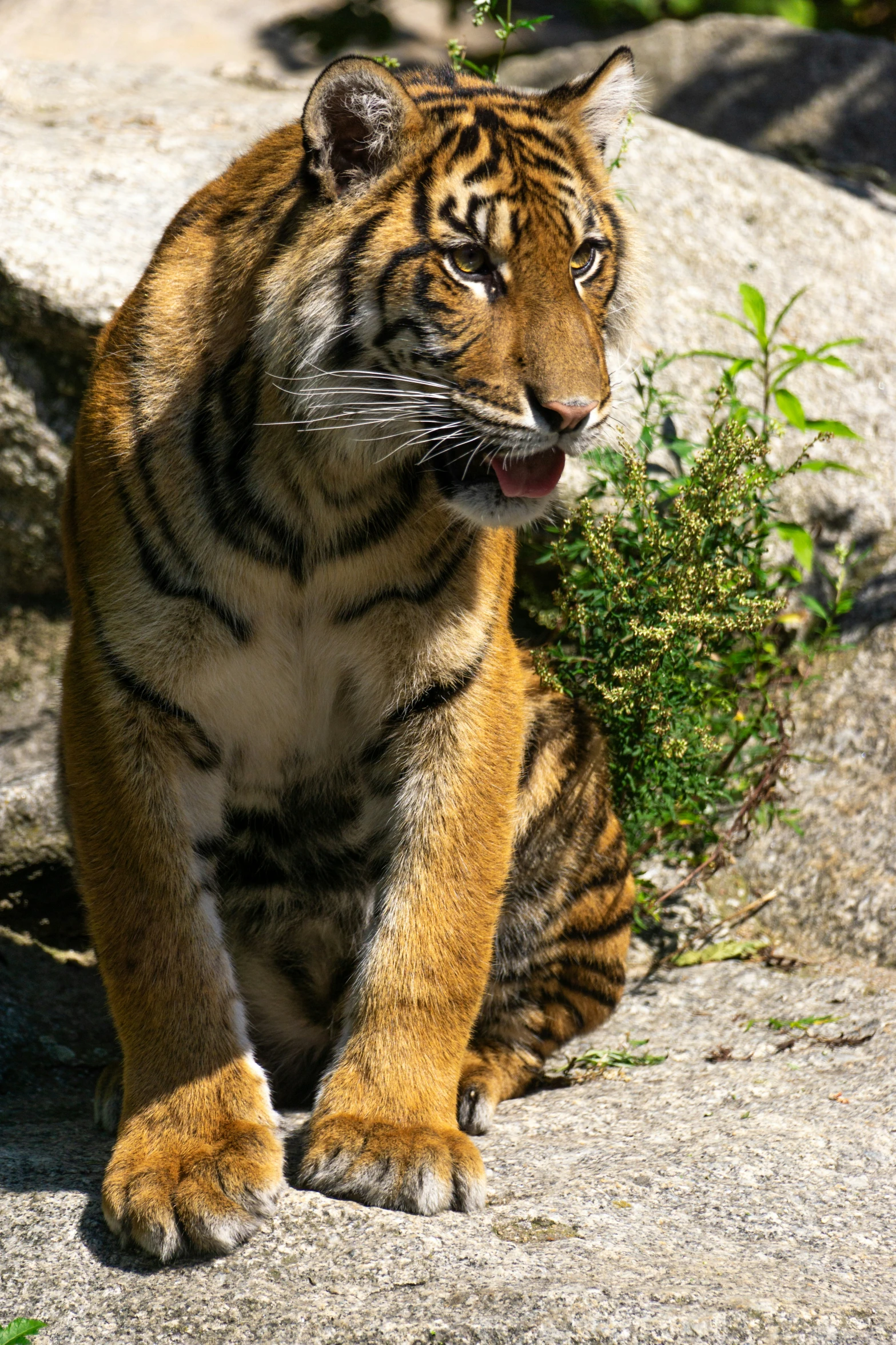 a small tiger is sitting on the ground