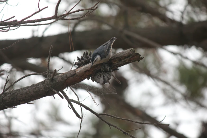 a bird sitting on top of a pine cone